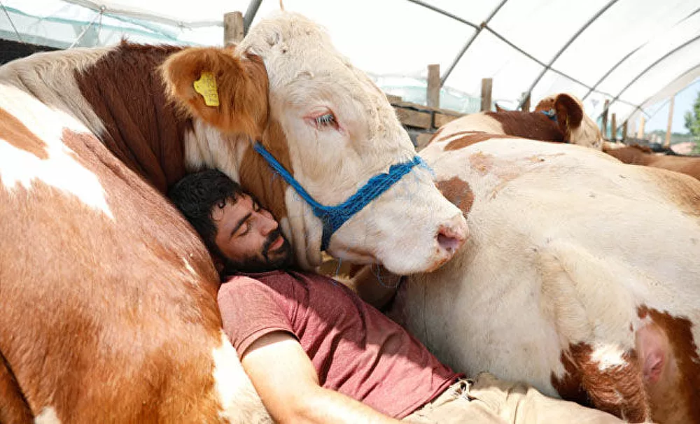 Erzurum'dan getirdiği boğası ile uyuyor