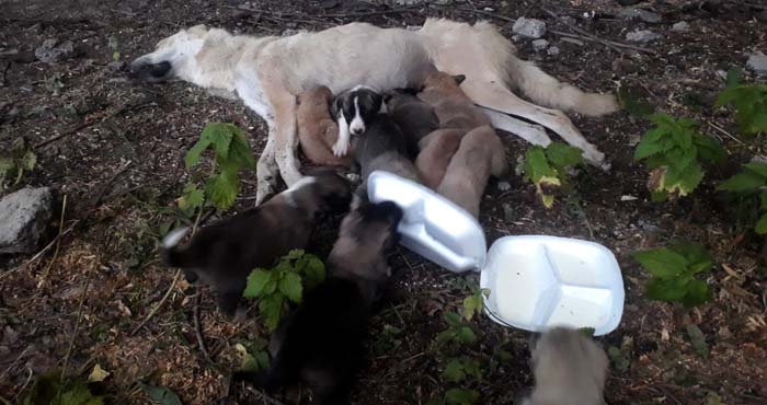 Hakkari'de Yürekleri parçalayan görüntü!