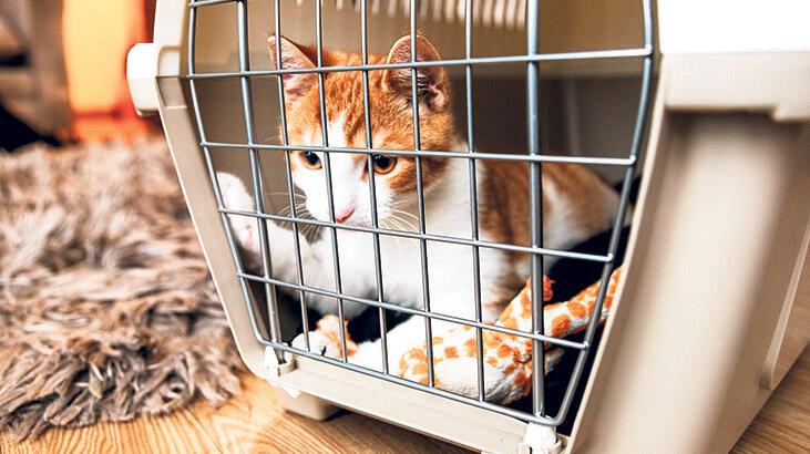 Evcil hayvanlarınız için pasaport uyarısı