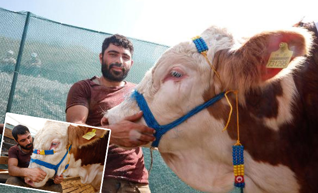 Yetiştiricisi ile uyuyan boğa 'Kral' satıldı