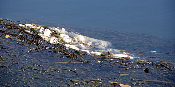 Yüksekova'da balık ölümleri endişe yarattı