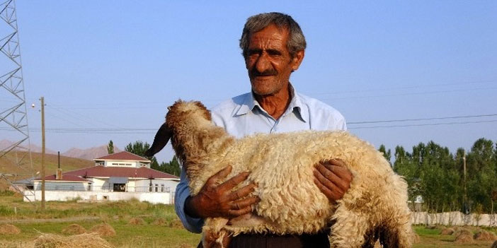 Bataklığa saplanan ineği hayatını değiştirdi