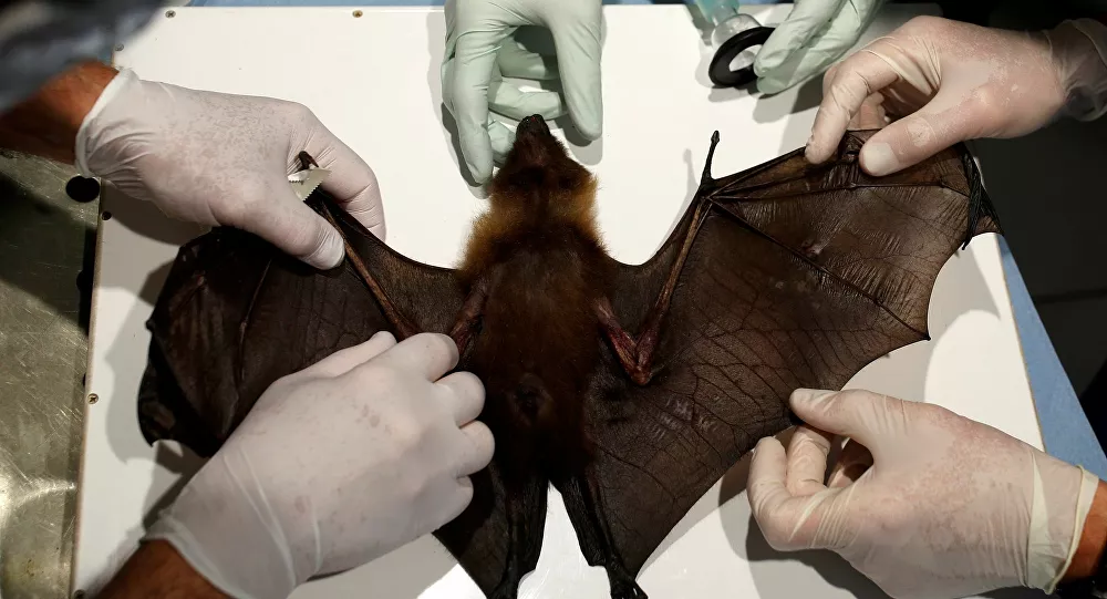 Yarasalarda yeni bir koronavirüs keşfedildi: Sarbecovirus