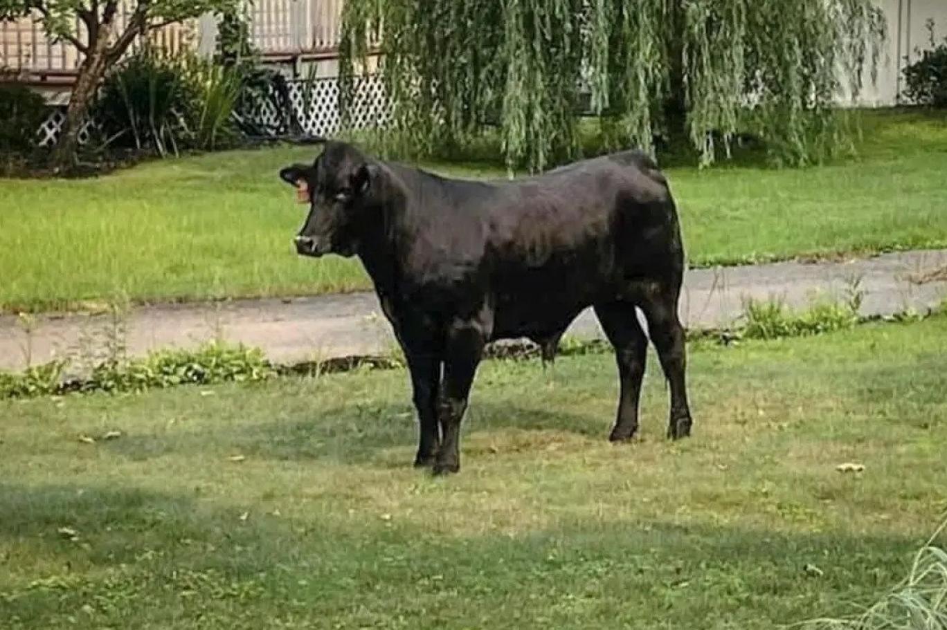 Salı günü kaçan 680 kilogramlık boğa hâlâ bulunamadı