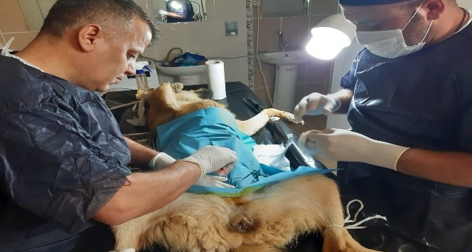 Hakkari'de sokak hayvanlarını kısırlaştırma çalışması