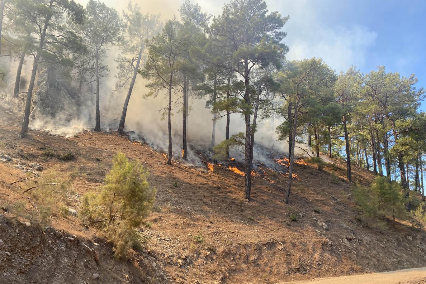 Ormanlara girişler yasaklanıyor