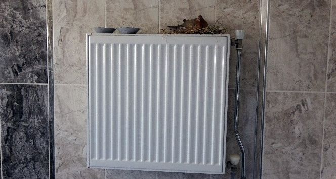 Rehabilitasyon merkezinin banyosuna yuva yapan kumru kuşu ilgi odağı oldu