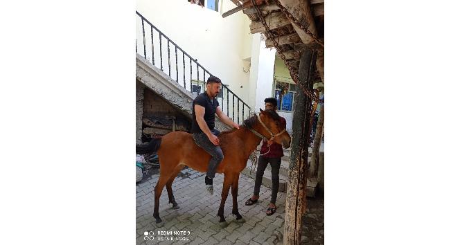 Hakkari'de kurtların saldırısına uğrayan at telef oldu