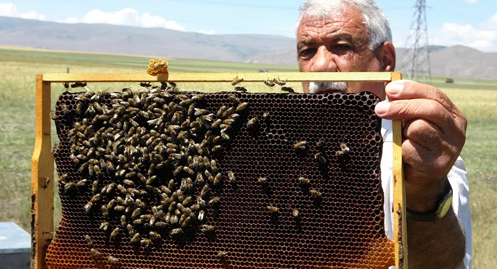 Kuraklık nedeniyle arıların geleceği tehlike altında