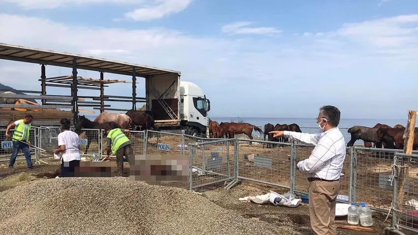 TIR parkında ölüme terk etti: 5 at öldü, bazıları hasta