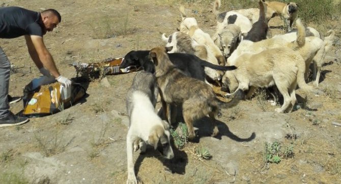 Hakkari belediyesi sokak hayvanlarına yem bıraktı