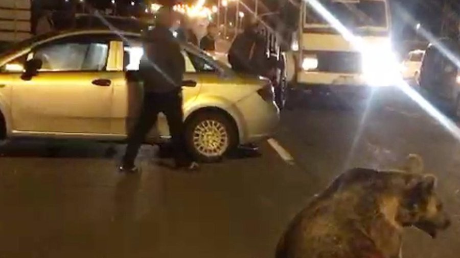 Otomobilin çarptığı boz ayı öldü