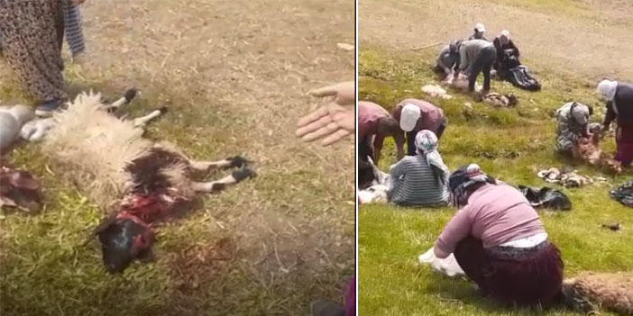 Hakkari'de kurtlar sürüye saldırdı: 60 koyun telef oldu