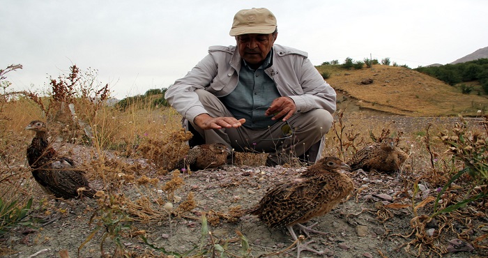Yüksekova'da Kene ve çekirge ile mücadele için doğaya 850 sülün kuşu bırakıldı
