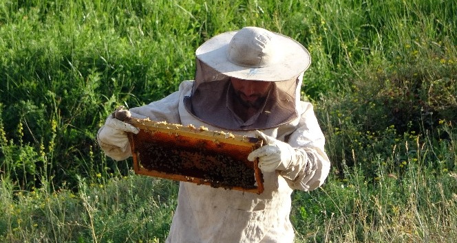500 kilo bal elde etmeyi başardı