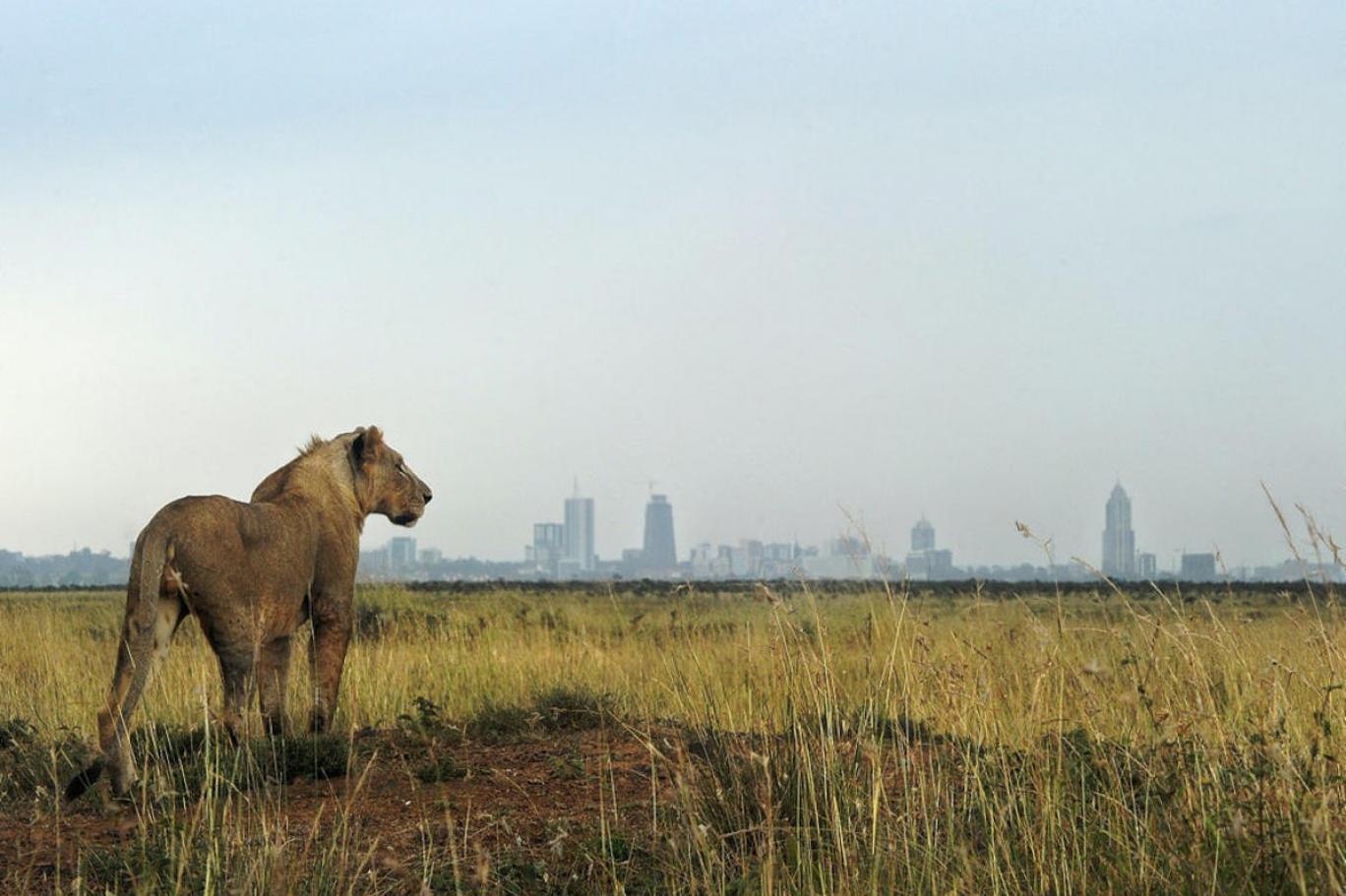ABD'den kalkıp Zimbabve'ye giden avcı, bir aslanı ok ve yayla öldürdü