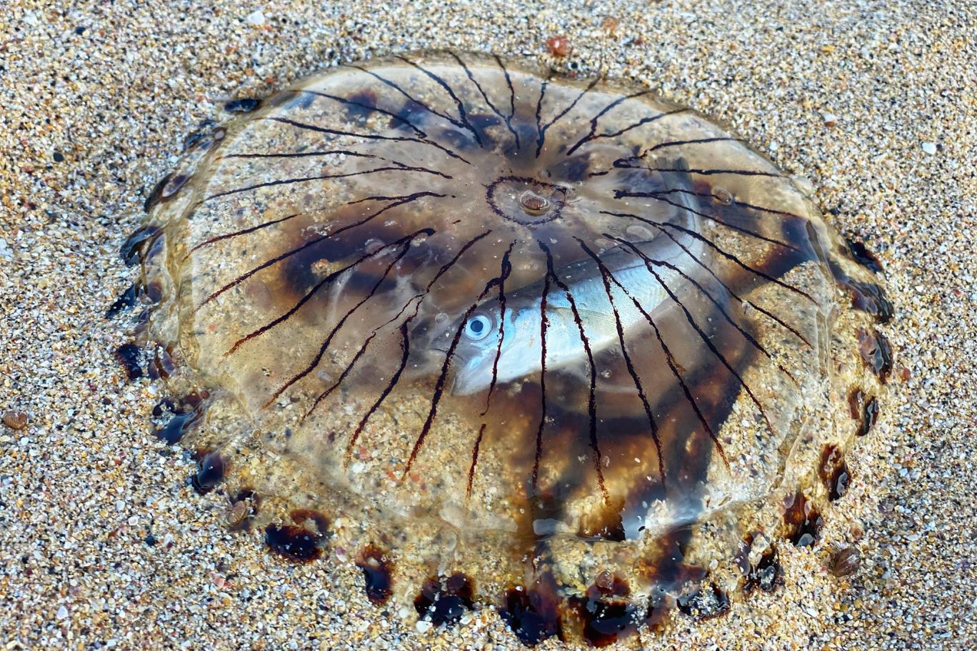 Midesinde balıkla karaya vuran denizanası görüntülendi