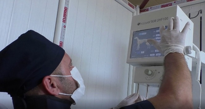 Hakkari'de can dostları sevindiren haber