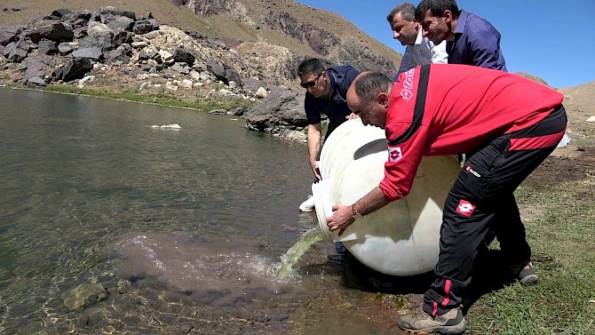 Yüksekova'daki Sat Buzul Göllerine yavru sazan bırakıldı
