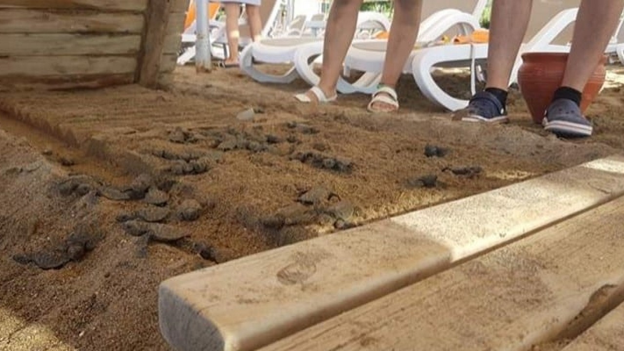 Caretta carettaların ölümüne soruşturma açıldı