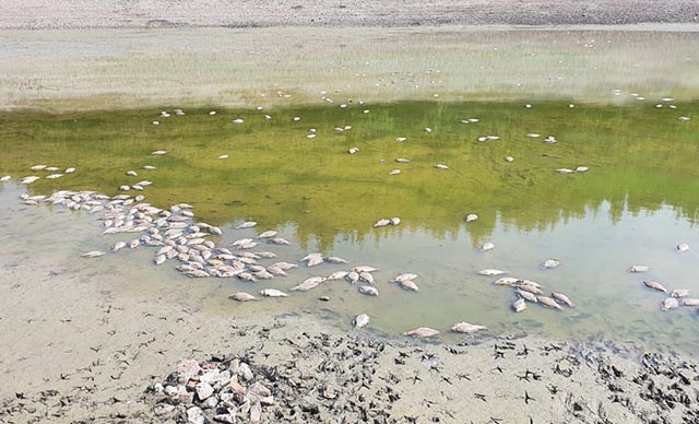 Göletteki sular çekildi