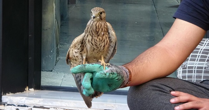 Yüksekova'da Yaralı bulunan kerkeneze şefkat eli