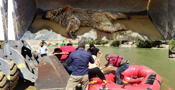 Çukurca'da yaralı ayı botla kurtarıldı