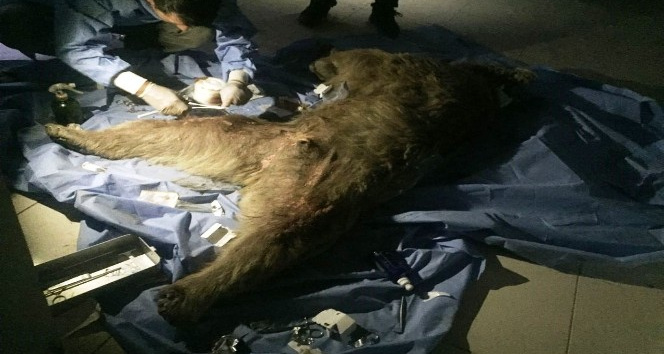 Van'a sevk edilen yaralı boz ayı tedavi altına alındı