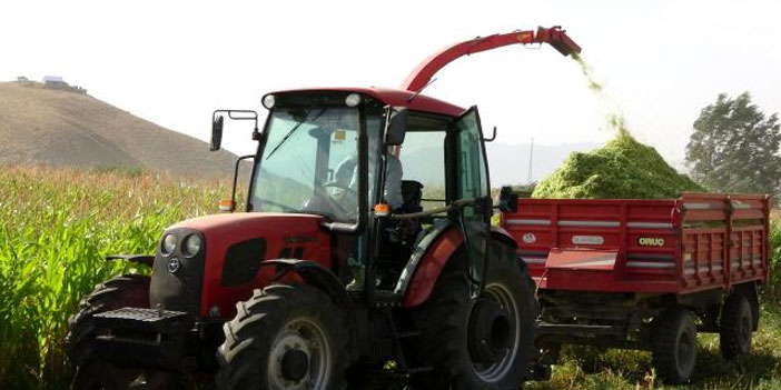 Yüksekova'da 'sarı altın' hasadına başlandı