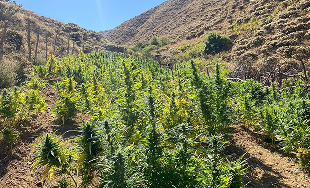 7 bin 620 kök Hint keneviri ele geçirildi