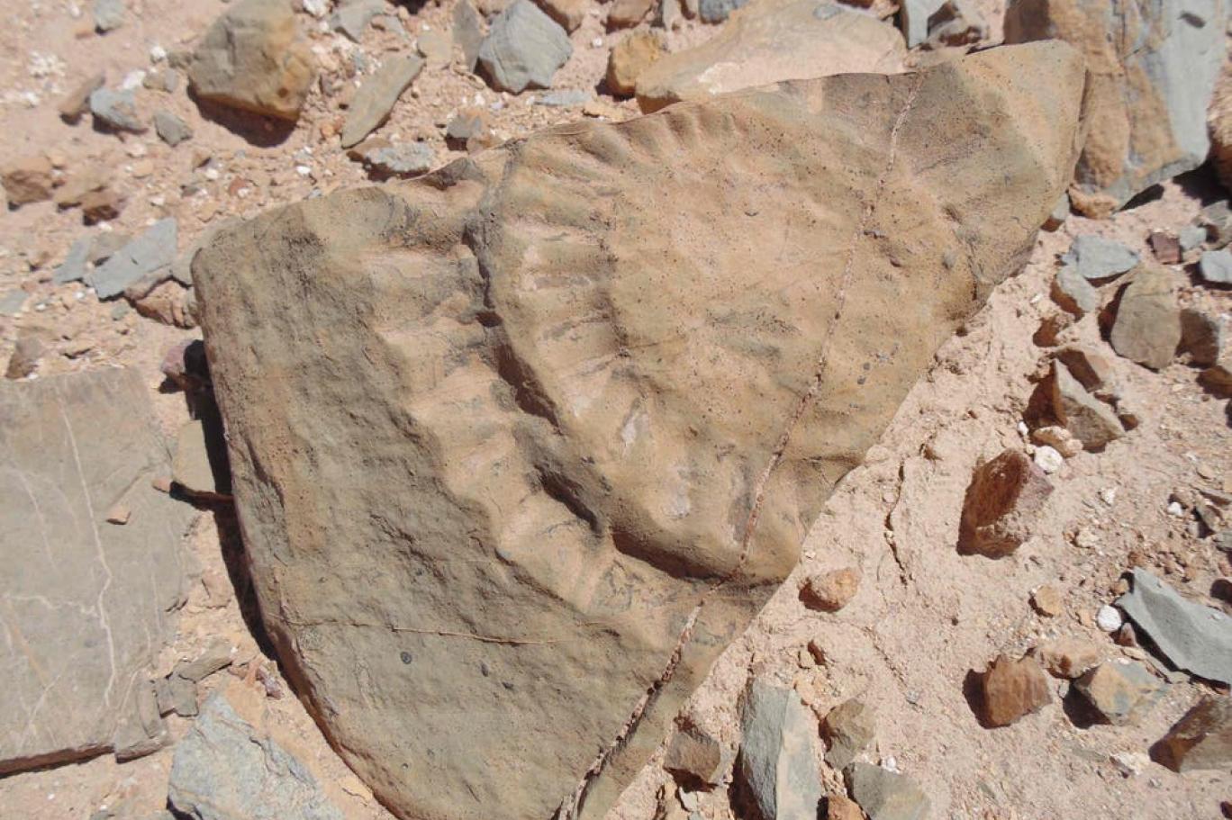 Bilim insanları Şili'de "uçan ejderha" buldu