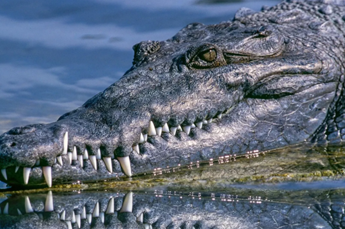 Timsahın midesinde binlerce yıllık eserler bulundu