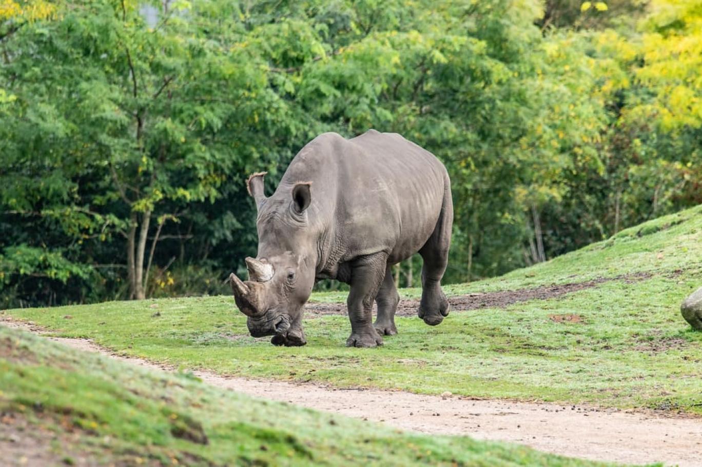 Çiftleşme kazası: Dişi gergedan boğularak hayatını kaybetti