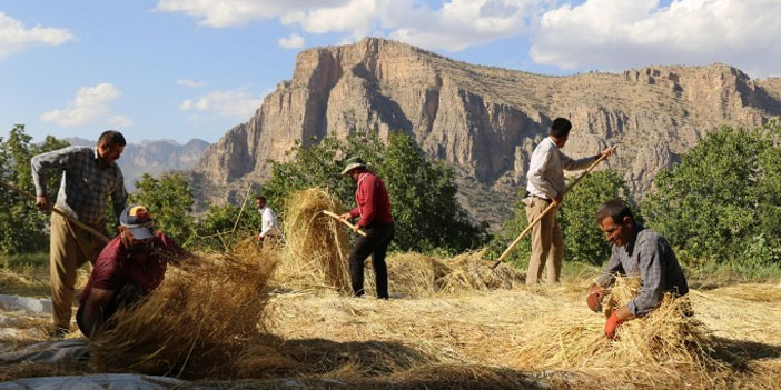 Çukurca’da pirinç hasadı