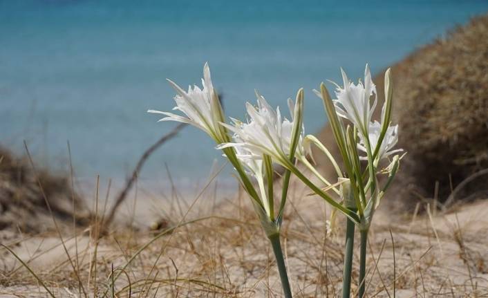 Zambaklar çiçek açtı: Koparmanın cezası 80 bin TL