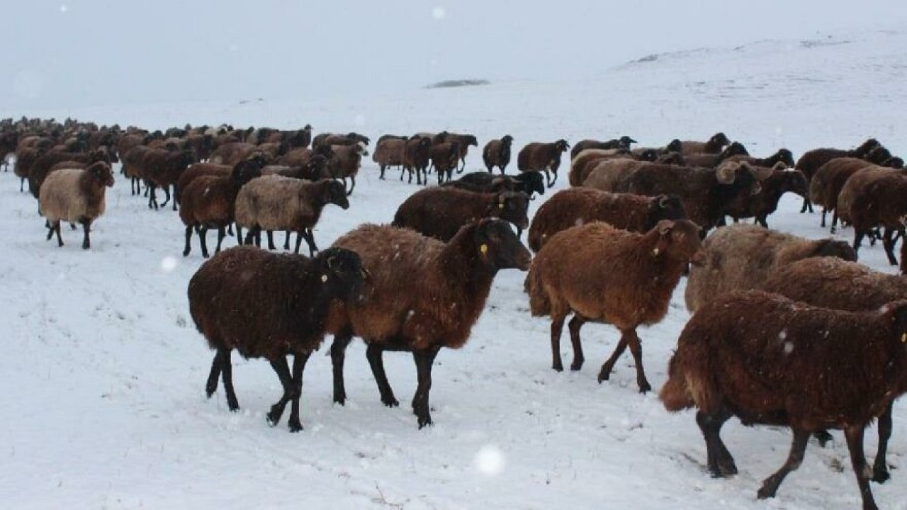Sürü tipiye yakalandı