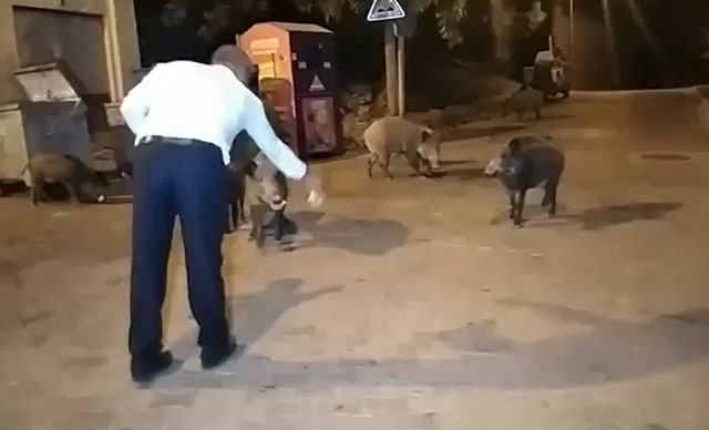 Şehre inen yaban domuzlarını elleri ile beslediler