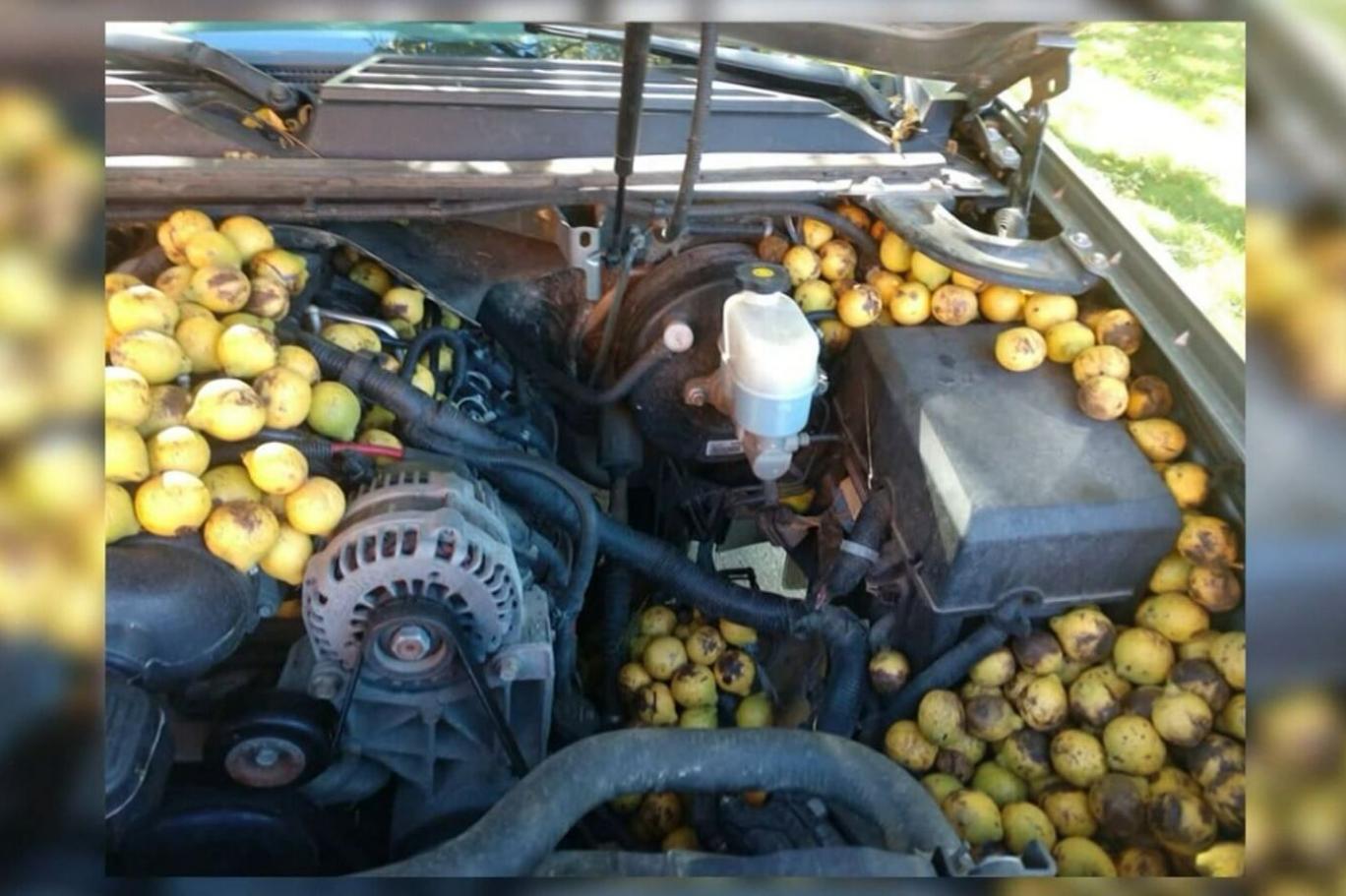 Otomobilinin içinde tek bir sincabın depoladığı yüzlerce ceviz buldu