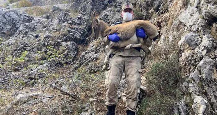 Hakkari'de Yaralı dağ keçisine jandarma sahip çıktı