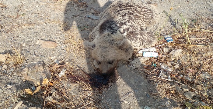 Hakkari'de ölü ayı yavrusu bulundu