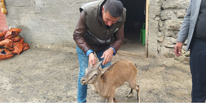 Hakkari'de bitkin halde bulunan dağ keçisi tedavi için Van'a gönderildi