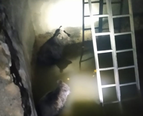 Hakkari'de sulama havuzuna düşen ayı yavruları kurtarıldı