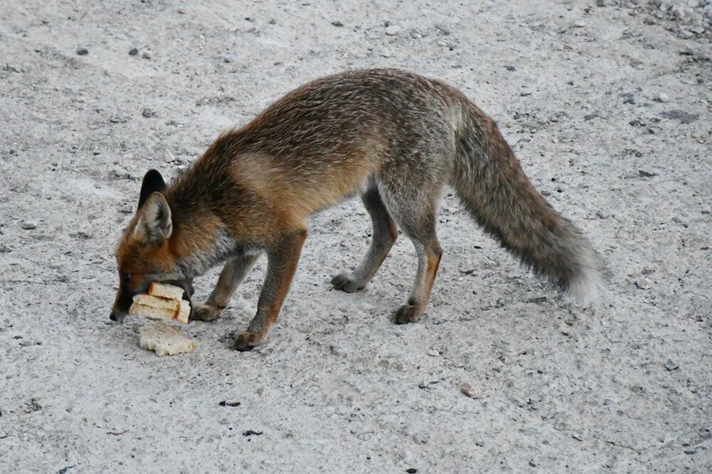 İşletmesine gelen tilkileri elleriyle besliyor