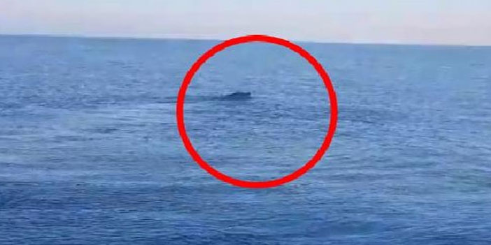 Van Gölü’nde ‘canavar’ heyecanı