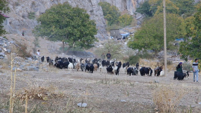 Su kaynakları kurudu, hayvanlar yaylalarda kaldı