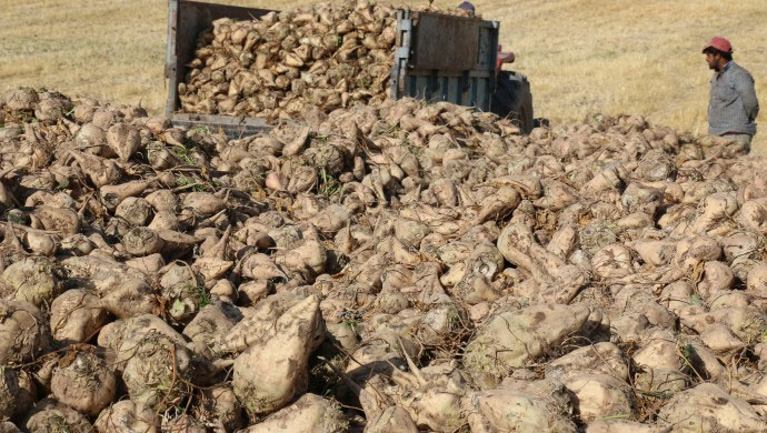 İpekböceği üreticileri kotadan muzdarip