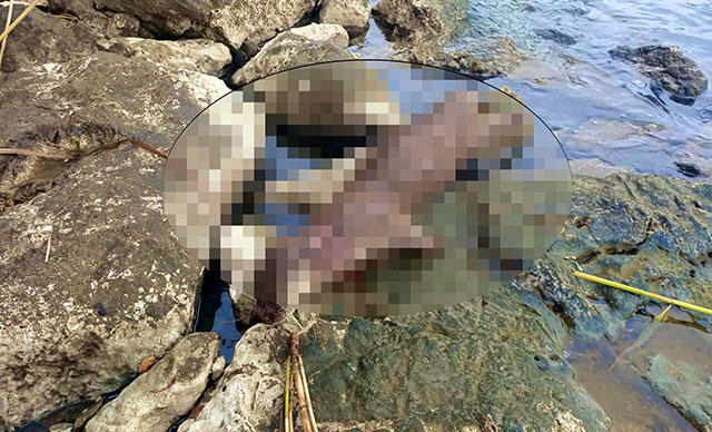 Koruma altındaki su samuru tüfekle ateş edilerek öldürüldü