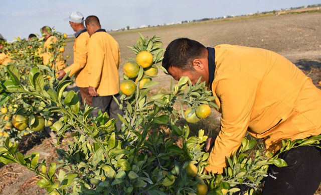 Hükümlüler, 16 bin dönüm alanda tarımsal üretime katkı sağlıyor