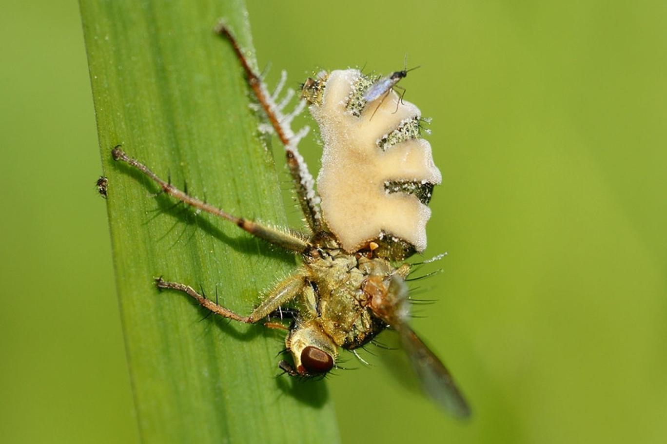 Erkek sinekleri ölü dişilerle çiftleştiren "zombi mantarı" keşfedildi