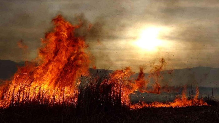 Binlerce kuş türünün yaşadığı Yüksekova Nehir Sazlığı cayır cayır yanıyor